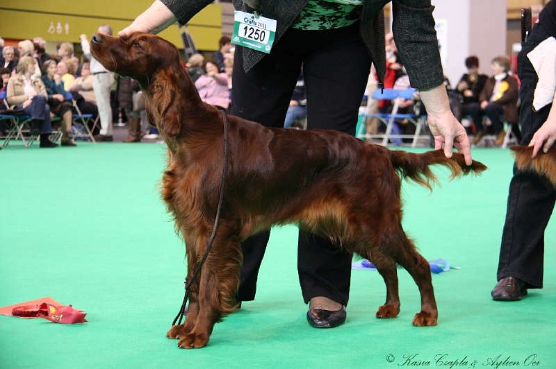 Crufts2011 164.jpg